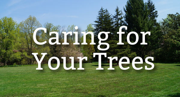 Pure-Green-Caring-for-Trees-01.jpg