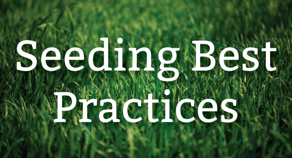 grass seeding best practices