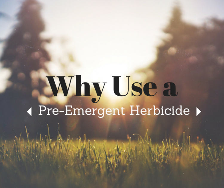Why Should I Use a PreEmergent Herbicide? Nashville Lawn Care Pure