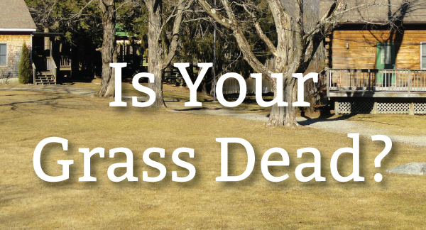 does-grass-die-in-the-winter-nashville-lawn-care-pure-green-lawn