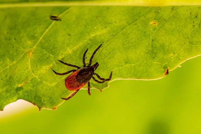 Tick on a leaf