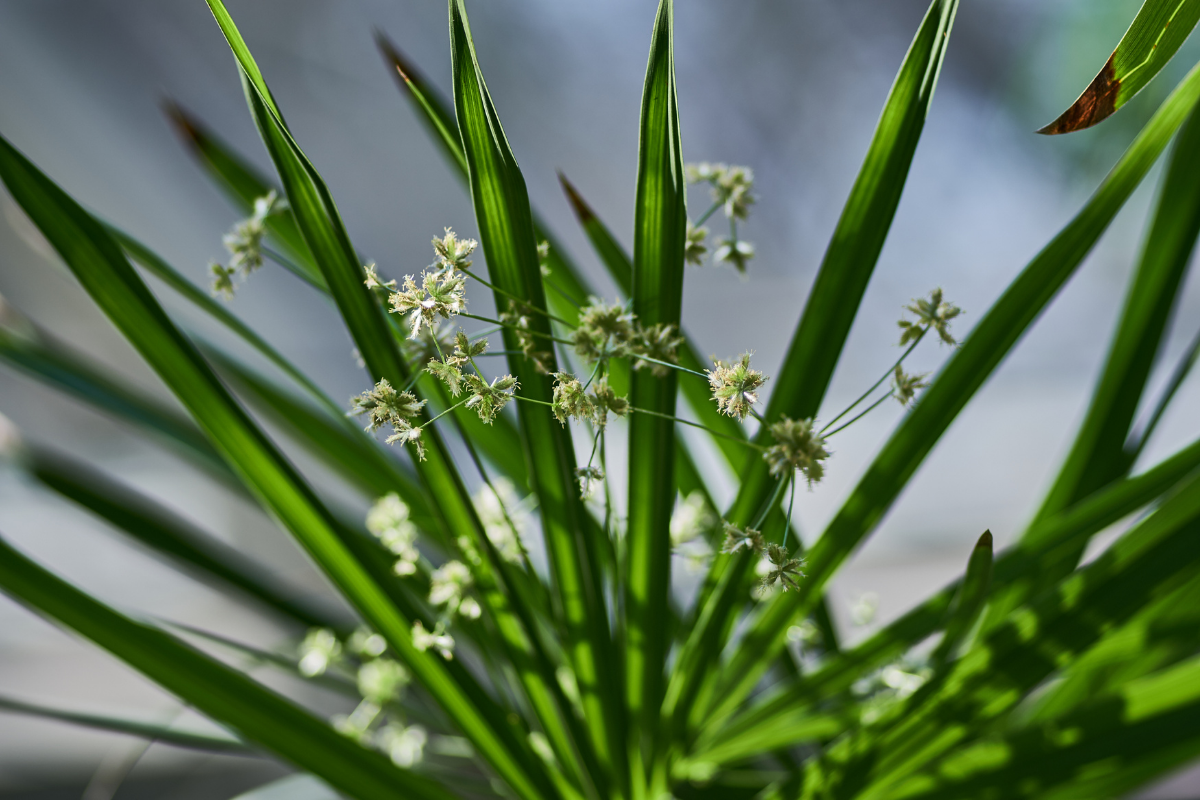 What Is Nutsedge and How to Control It Pure Green LLC Nashville