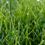 green grass