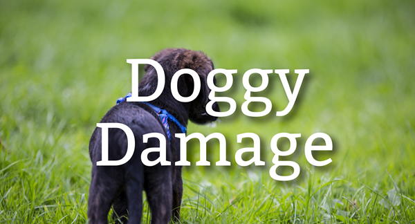 lawn damage from dogs