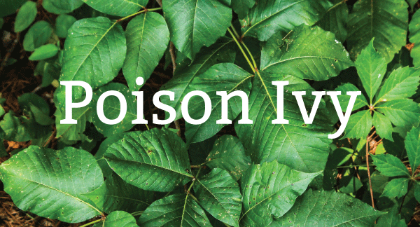 Pure-Green-poison-ivy