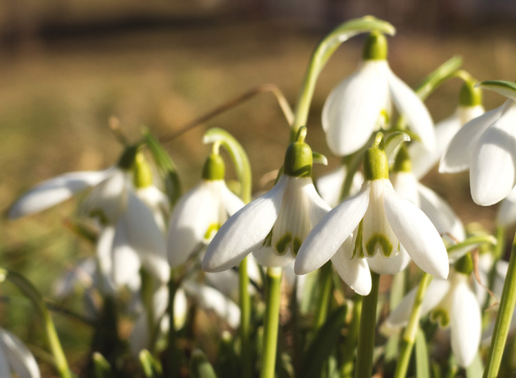 snowdrop bulbs to plant in fall in Nashville