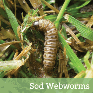 Sod-Webworms.png