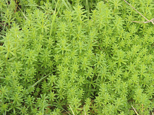 catchweed-bedstraw