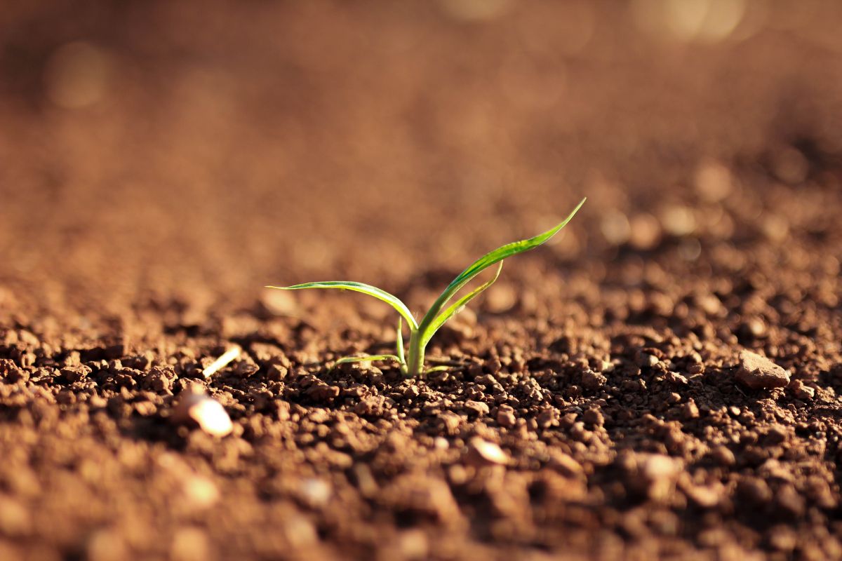 Soil with a blade of grass sticking out of it