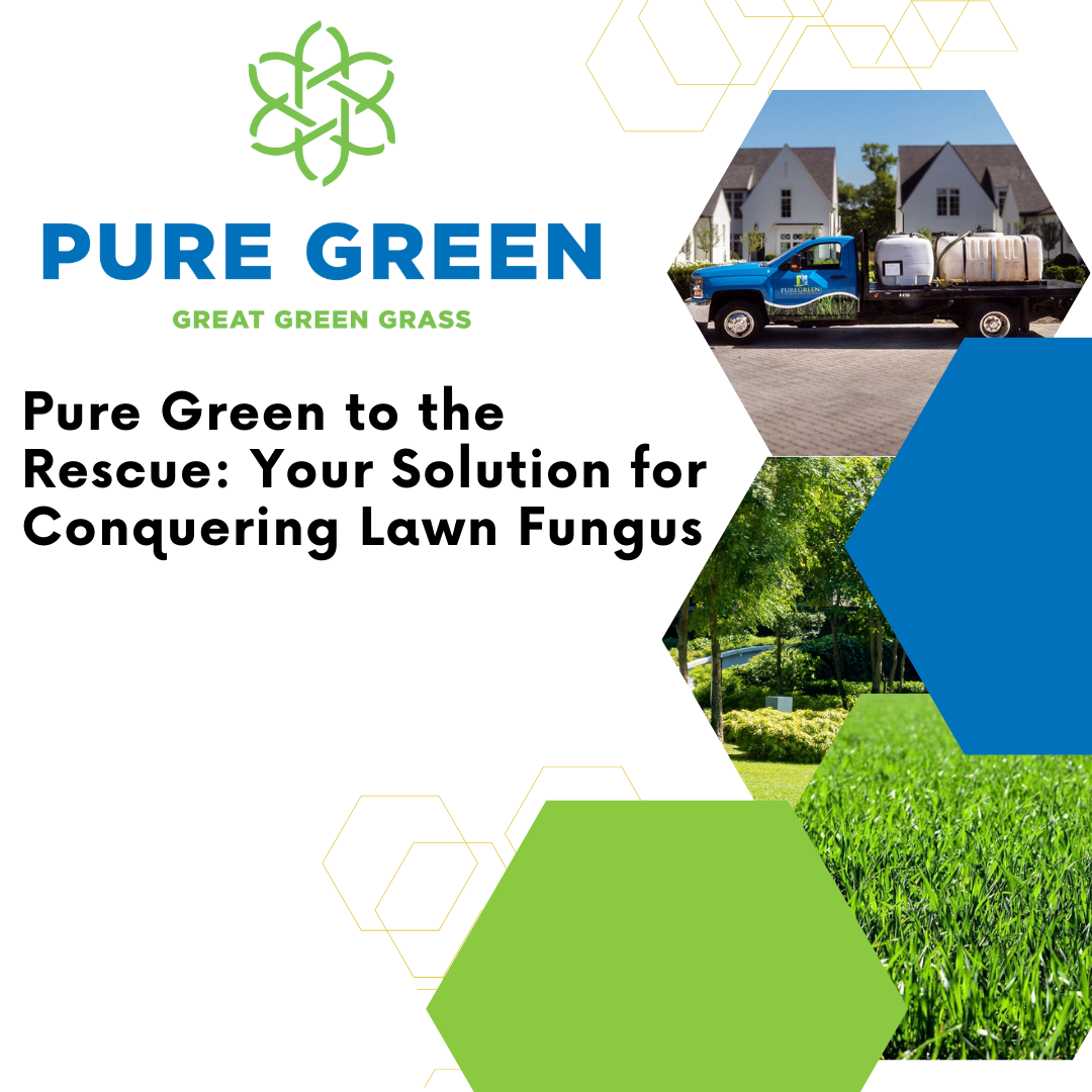 Lawn Fungus: Pure Green is Your Solution | Nashville Lawn Care | Pure ...