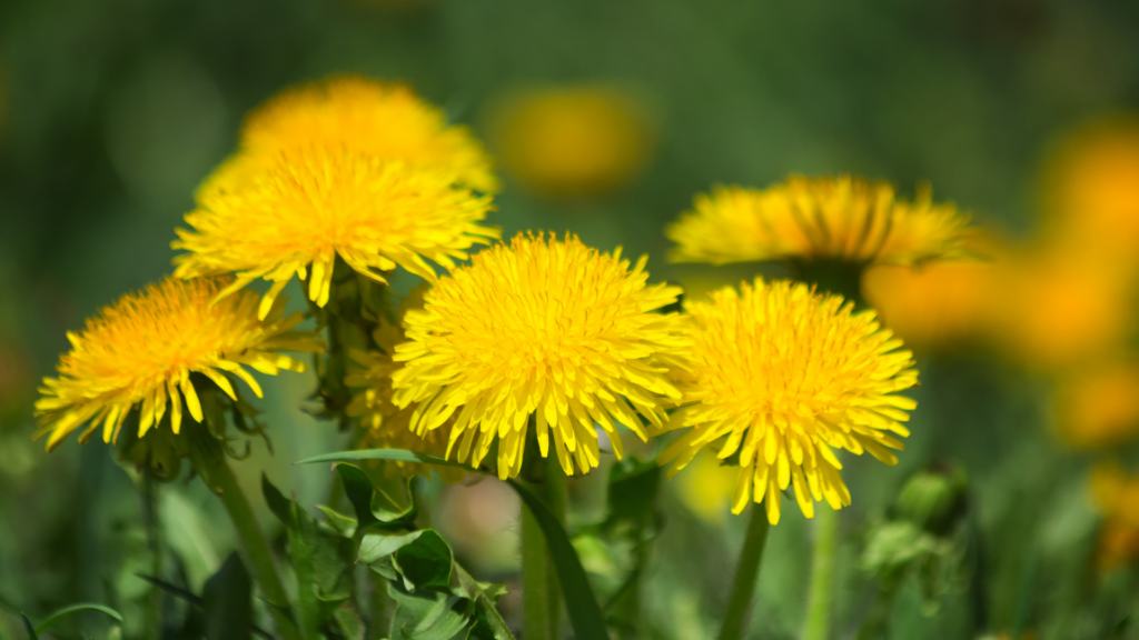 Dandelions blooming in a field