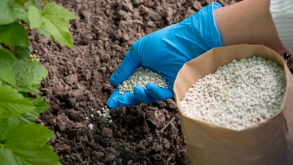 A gardener applying fertilizer to the soil around a plant