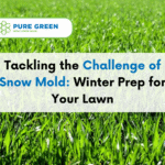 Tackling the Challenge of Snow Mold: Winter Prep for Your Lawn