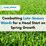 Combatting Late-Season Weeds for a Head Start on Spring Growth